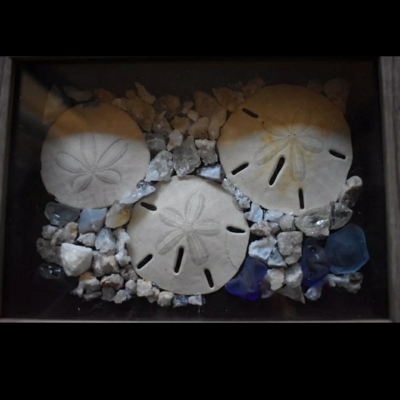 Sand dollar shadow box display - Picture 2 of 5